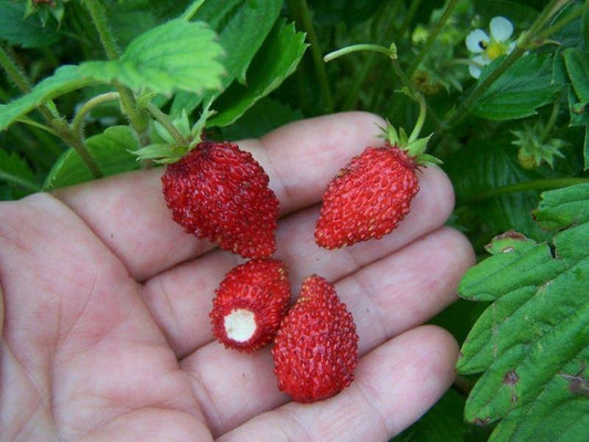 Wild Strawberry Rügen - Very Fertile Fruits 100 Seeds Vesta Market