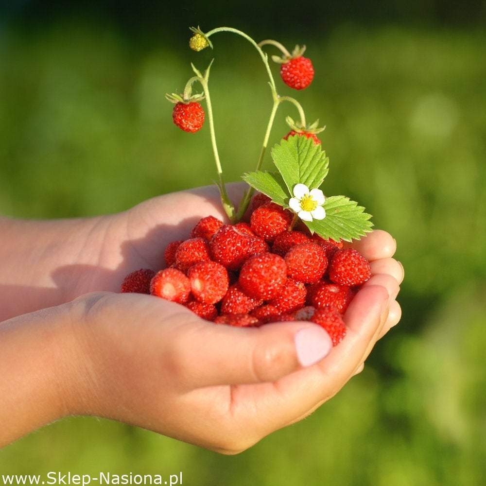 Wild Strawberry Rügen - Very Fertile Fruits 100 Seeds Vesta Market