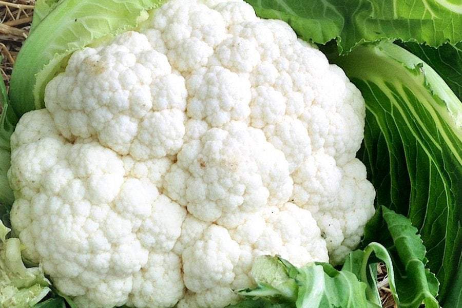 Cauliflower Bora 500 seeds - Vesta Market