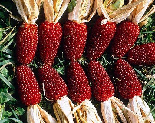 Ornamental Corn "Strawberry" 10 seeds - Vesta Market