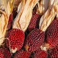 Ornamental Corn "Strawberry" 10 seeds Vesta Market