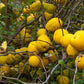 Quince Fruit Cydonia oblonga 10 seeds Vesta Market