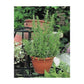 Rosemary (Rosmarinus officinalis) 50 seeds Vesta Market