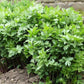 Lovage Herb 100 Seeds - Vesta Market
