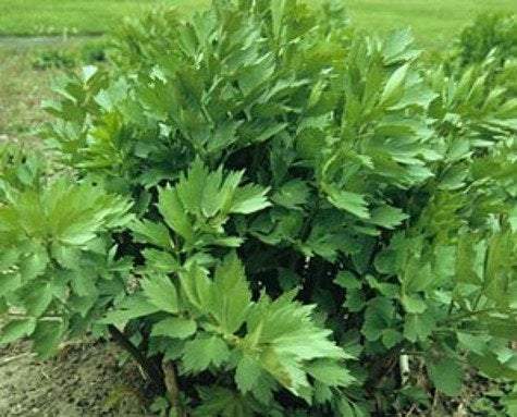 Lovage Herb 100 Seeds - Vesta Market
