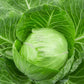 White Cabbage Fantasy 100 seeds Vesta Market
