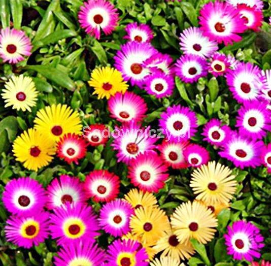 Crystalline Flower Mixed Colors 500 seeds - Vesta Market