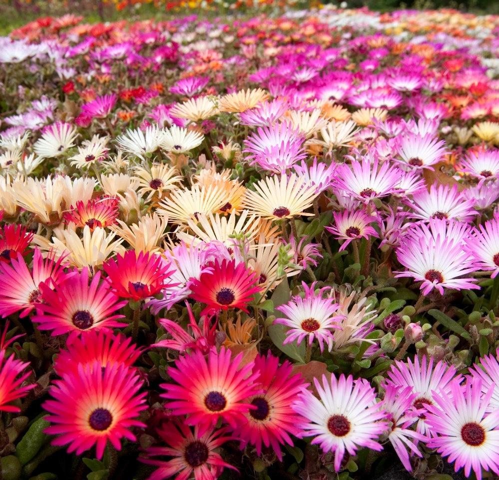 Crystalline Flower Mixed Colors 500 seeds - Vesta Market
