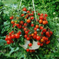 Garden Pele Tomato 50 Seeds Vesta Market