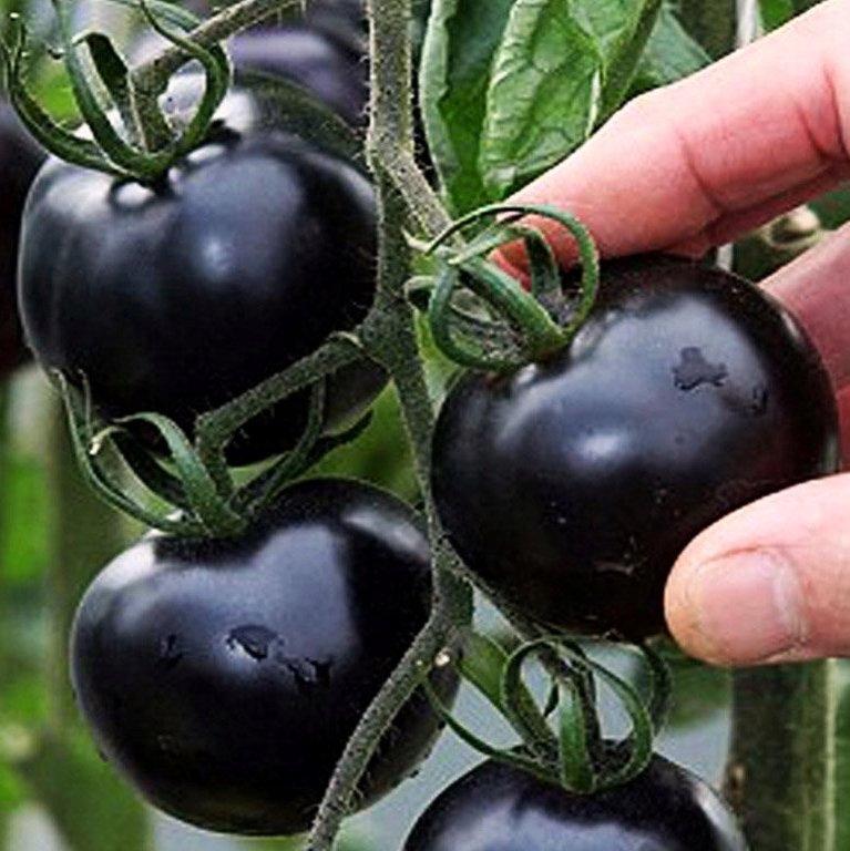 Black Cherry Tomato seeds Vesta Market
