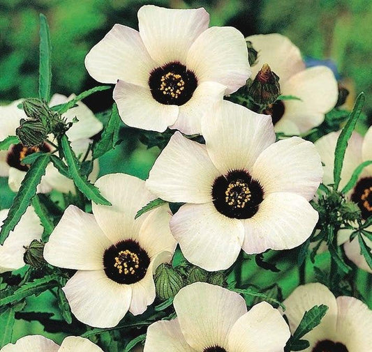 Hibiscus Trionum 100 seeds - Vesta Market