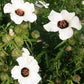 Hibiscus Trionum 100 seeds Vesta Market