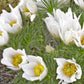 Pasqueflower White 50 Seeds - Vesta Market