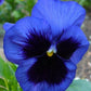 Pansy Blue Blotched 100 seeds Vesta Market