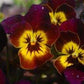 Large-flowered Pansy - Brown with a Yellow spot - Vesta Market