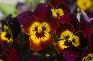 Large-flowered Pansy - Brown with a Yellow spot - Vesta Market