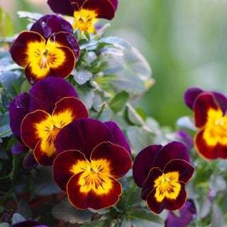 Large-flowered Pansy - Brown with a Yellow spot Vesta Market