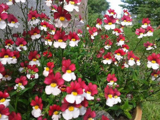 Nemesia Strumosa Red & White 250 seeds - Vesta Market