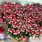Nemesia Strumosa Red & White 250 seeds Vesta Market