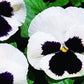 Pansy White Blotched 50 seeds - Vesta Market