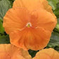 Pansy Orange 50 seeds Vesta Market