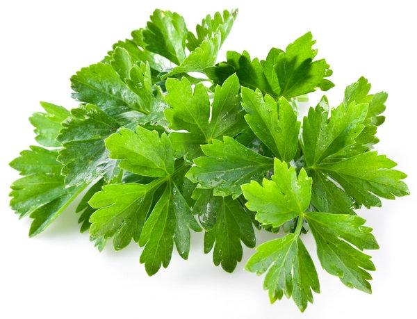 Coriander Cilantro 200 Seeds - Vesta Market