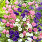 Garden Bells - mix colors 200 seeds Vesta Market