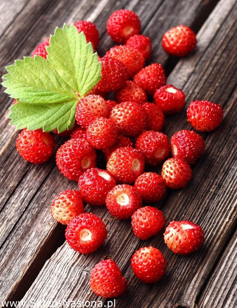 Regina Wild Strawberry - Large Fruit 100 SEEDS Vesta Market
