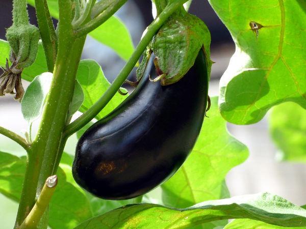 Eggplant, Eggplant Black Beauty 100 seeds - Vesta Market