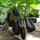 Eggplant, Eggplant Black Beauty 100 seeds - Vesta Market