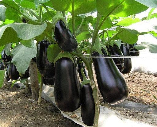 Eggplant, Eggplant Black Beauty 100 seeds - Vesta Market