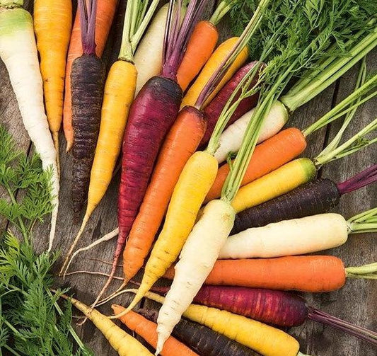 Carrots Mixed Colors 400 Seeds - Vesta Market