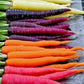 Carrots Mixed Colors 400 Seeds Vesta Market