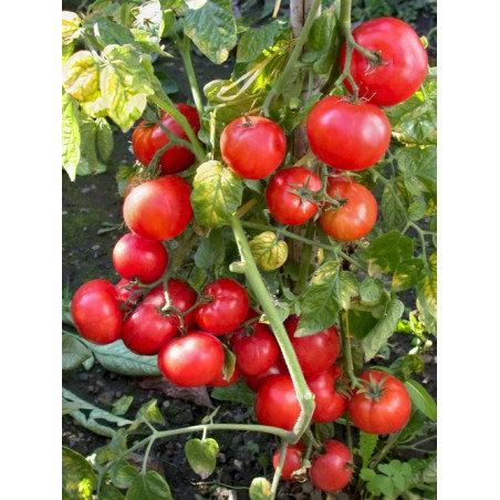 Dwarf Tomato 100 seeds Vesta Market