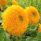 Sunflower Dwarf Teddy Bear 50 seeds Vesta Market