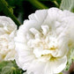 Hollyhock Flower 20 seeds - Vesta Market