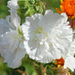 Hollyhock Flower 20 seeds - Vesta Market