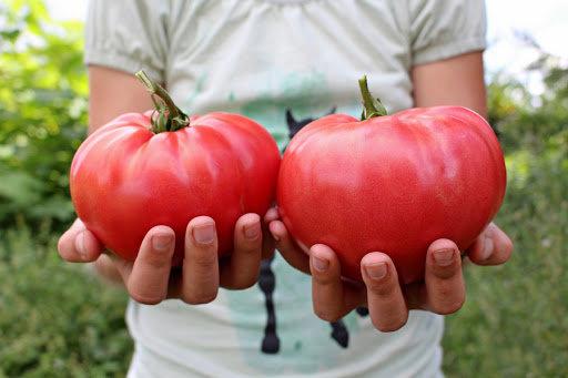 Tomato Big Raspberry Tomato – Ground Raspberry – Solanum lycopersicum – Approx. 150–180 See ...