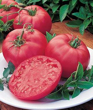 Tomato Favorite - Ground Raspberry - fruits grow to over 1 lbs Vesta Market