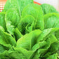 Lettuce Parris Island 500 Seeds - Vesta Market