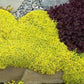 Yellow Stonecrop 50 seeds, NON GMO Vesta Market