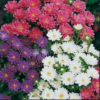 Dwarf Aster - Pinocchio - 100 seeds MIXED COLORS - Vesta Market