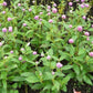 Globe Amaranth Mix Color 100 seeds Vesta Market