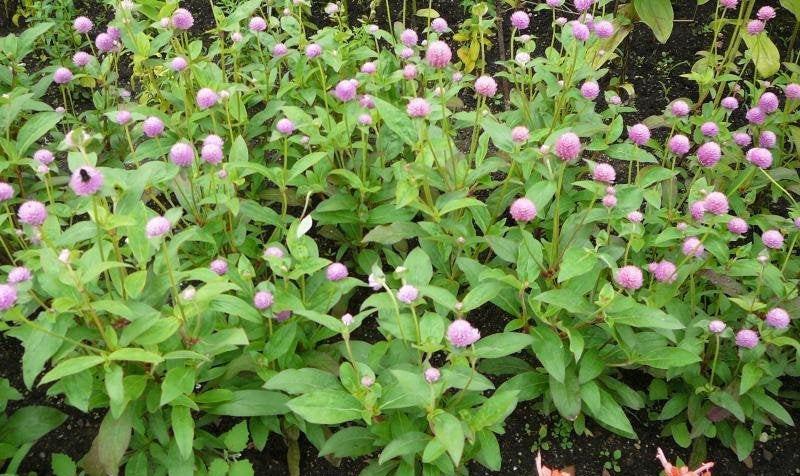 Globe Amaranth Mix Color 100 seeds - Vesta Market