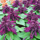 Shiny Sage - Purple- 10 seeds Vesta Market