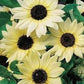 Sunflower Cucumberleaf Vanilla Ice 30 seeds Vesta Market