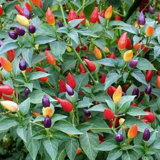 Ornamental Pepper Mixed Colors 30 seeds Vesta Market