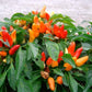 Ornamental Pepper Mixed Colors 30 seeds Vesta Market