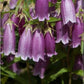 Dotted Bell Flower 200 Seeds Vesta Market