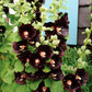 Hollyhock Black 20 seeds - Vesta Market